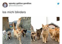 Enlace a Suficiente Internet por hoy , por @GorditosGatitos