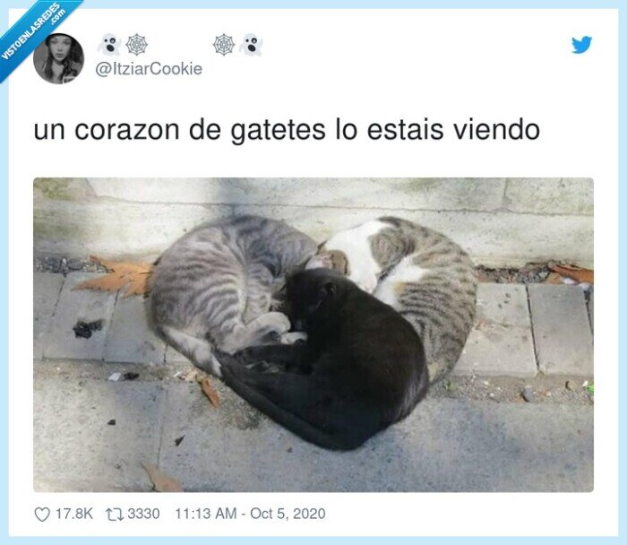 corazon,gatos