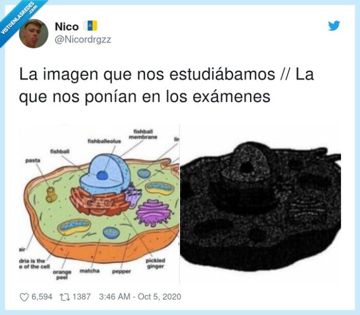 imagen,examen,estudio,blanco,negro,color