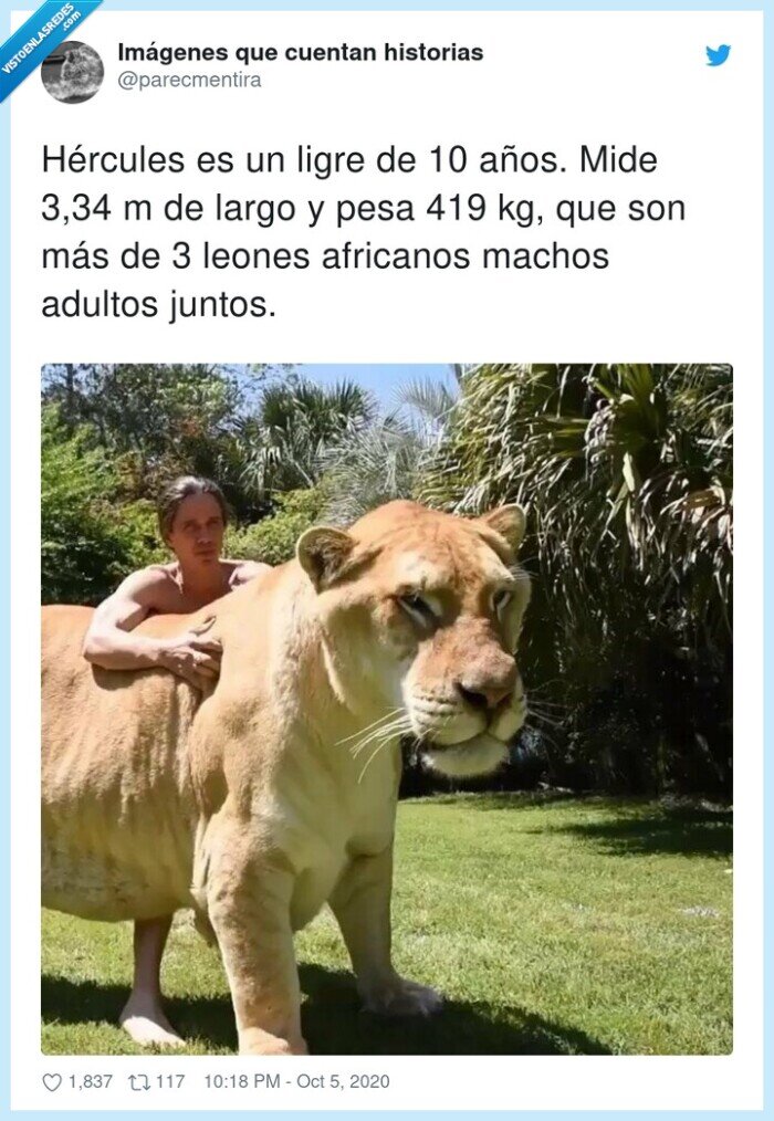 hércules,ligres,adultos,leones,machos,africanos