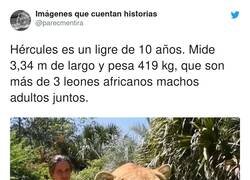 Enlace a Pspspsps gatito, por @parecmentira