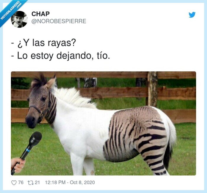 rayas,zebra