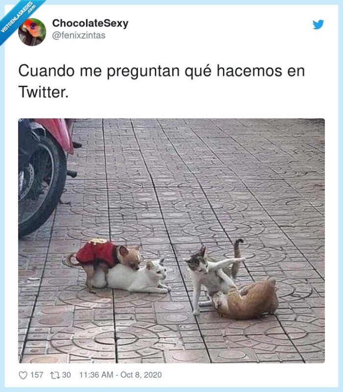 twitter,gatos,pelear,resumen,gráfico