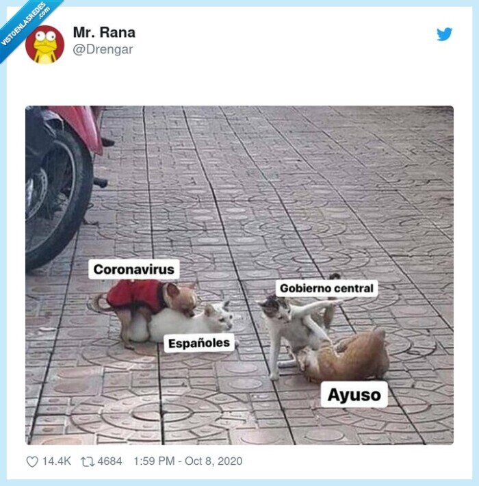 reflejo,gatos,perro,calle,ayuso,gobierno