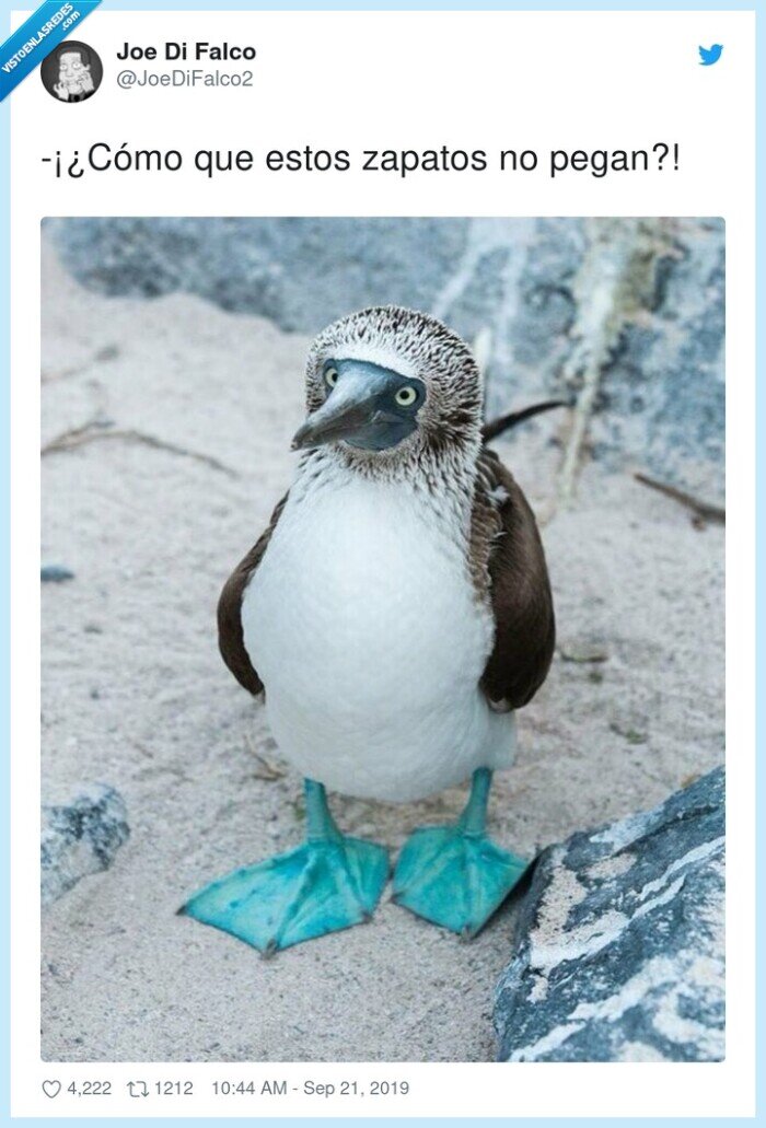 zapatos,ave