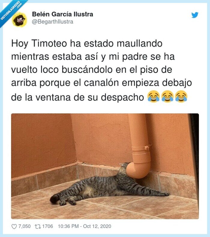 gato,maullando,troll,canalón,padre,buscar