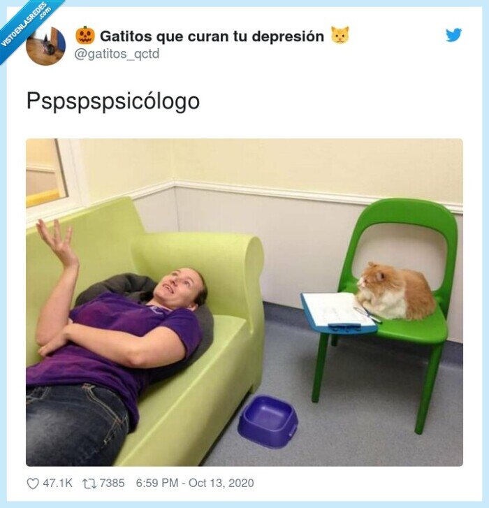 pspspspsicólogo,psicólogo,gato,terápia