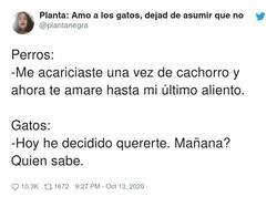 Enlace a Y por eso me gustan tanto los gatos, por @plantanegra