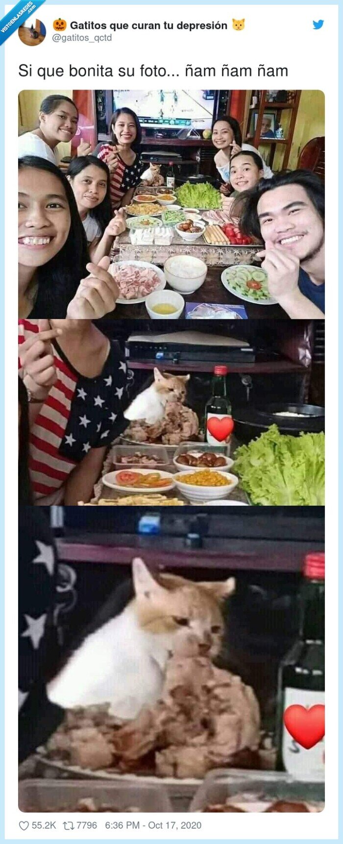 foto,gato,comida,distracción