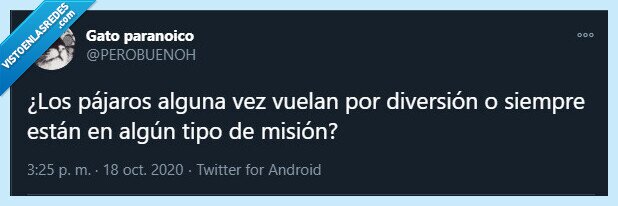 pájaros,diversión,volar,misión