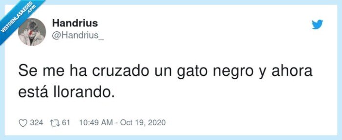 gato,negro,cruzado,llorando