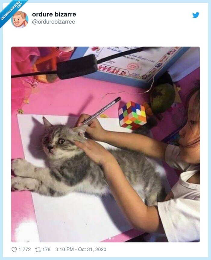 dibujo,mascota,gato,cole