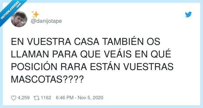 posición,rara,mascotas,casa