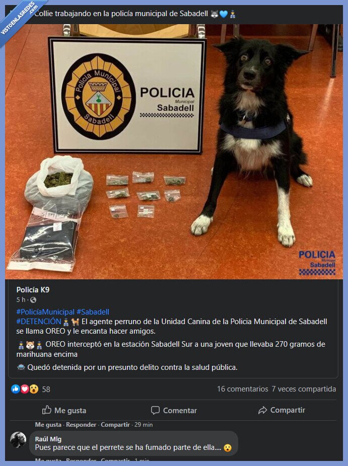 perro,antidroga