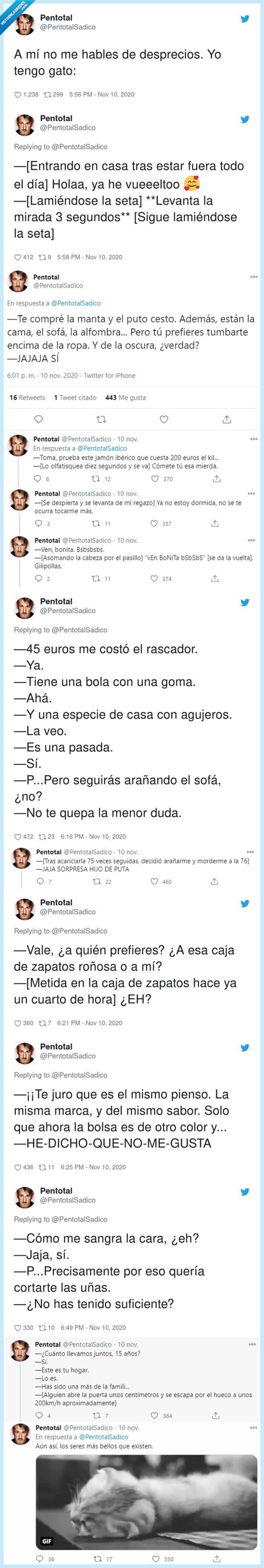 gato,desprecio,situaciones