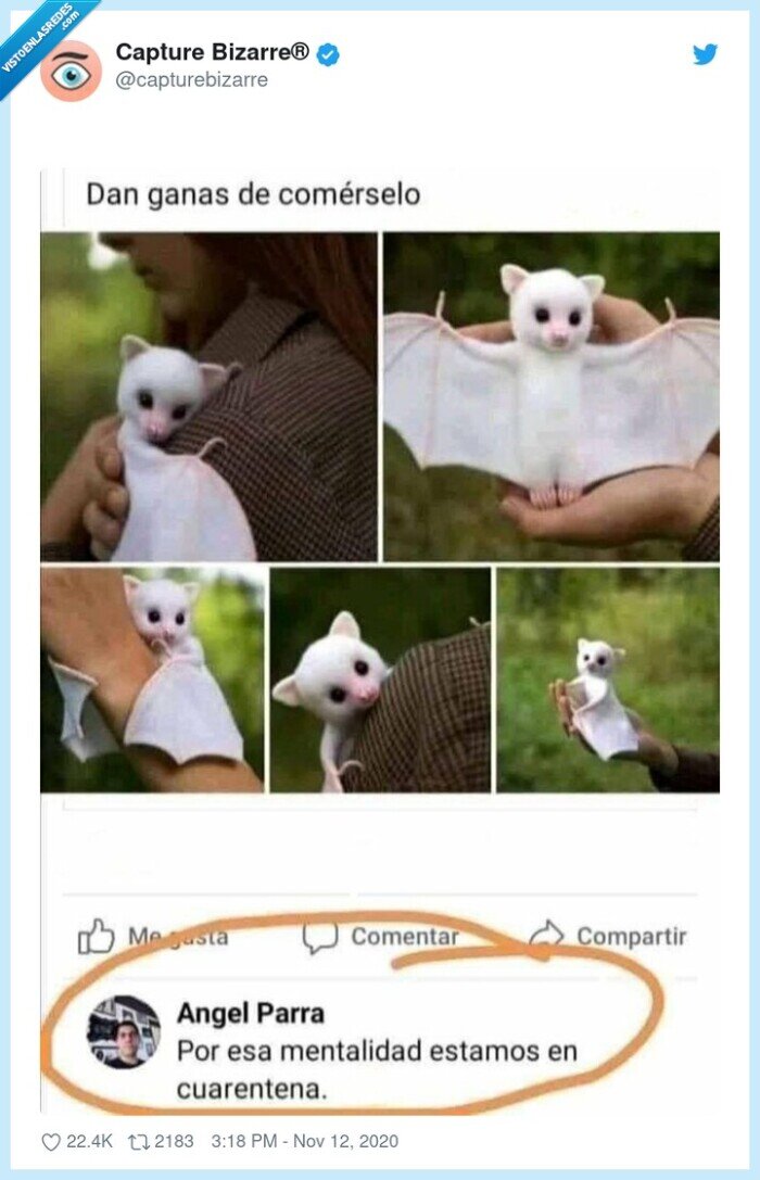 murciélago,comer,covid,coronavirus,pandemia,mentalidad,cuarentena