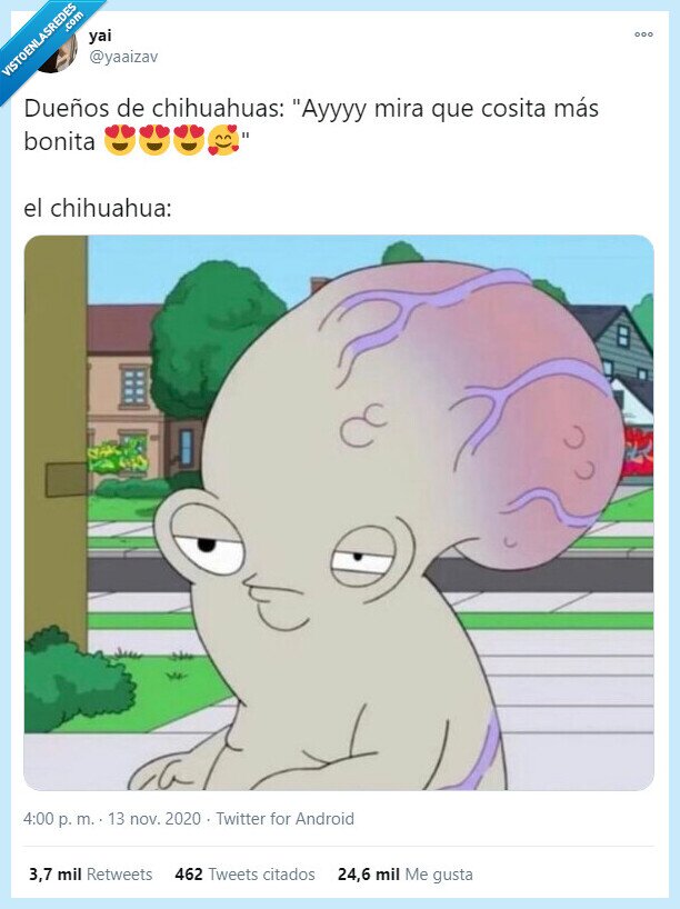 chuhuahua,perro,bonito