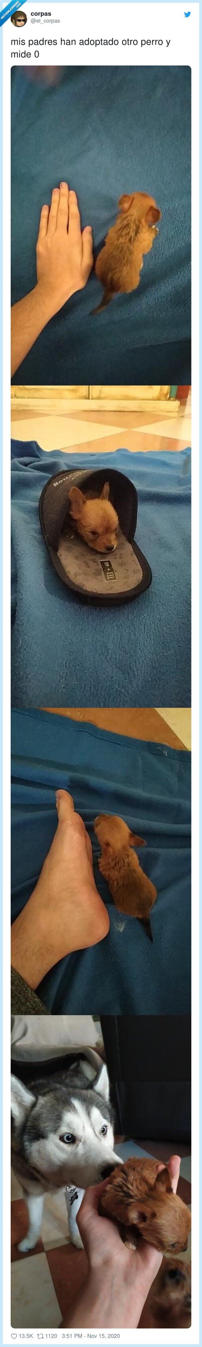 adoptado,padres,perro,pequeño