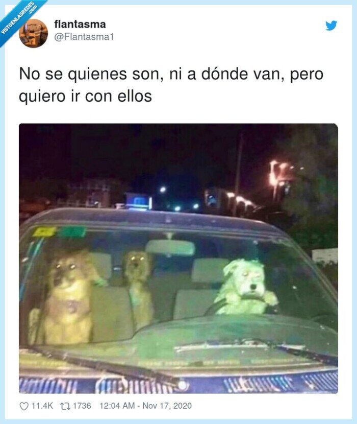 perros,conductores,fiesta,panas