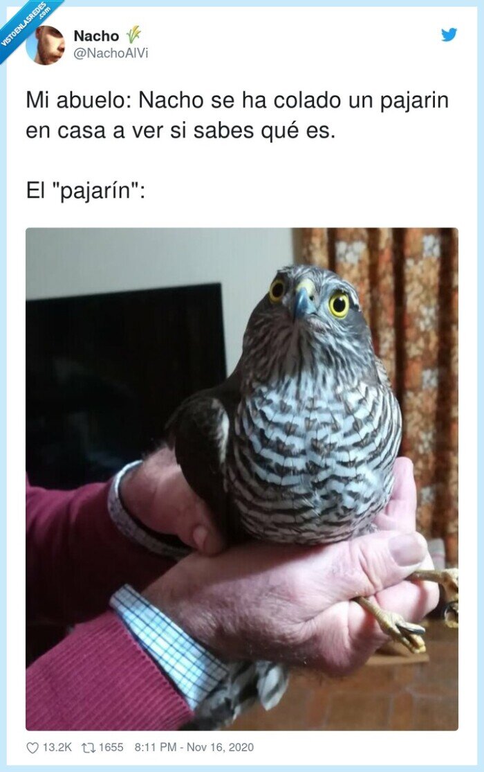 pajarín,abuelo,colado,pájaro