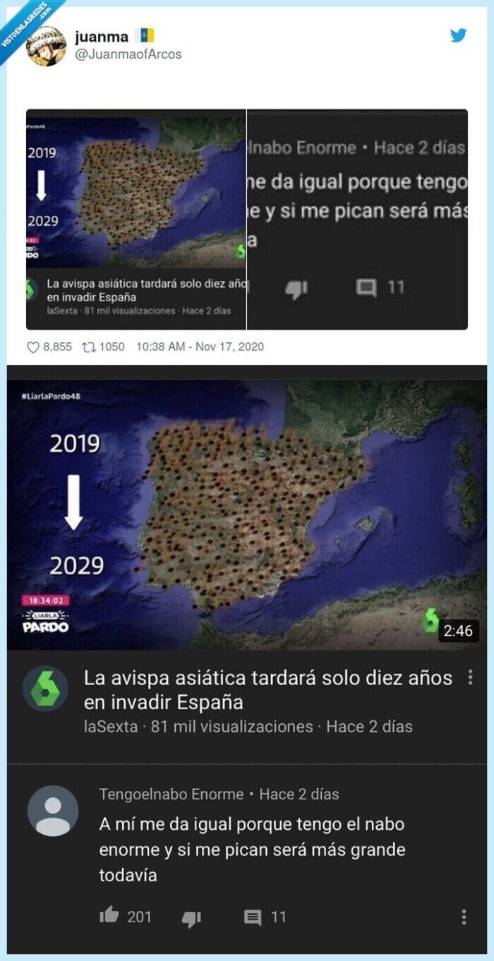 rabo,avispas,asiáticas,españa