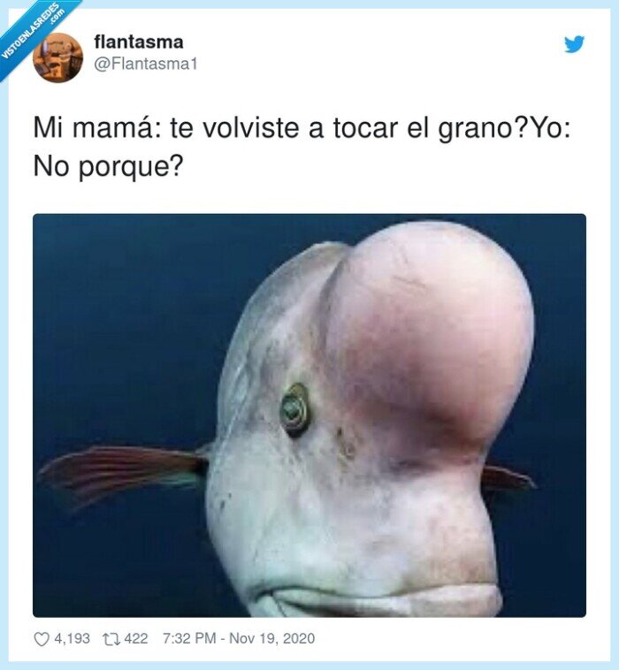 grano,grande,tocar,enorme,rascar