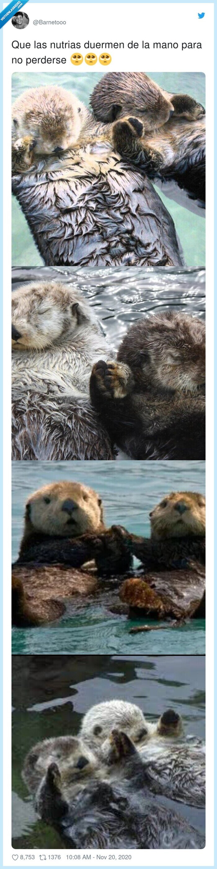perderse,nutrias,duermen,mano,para