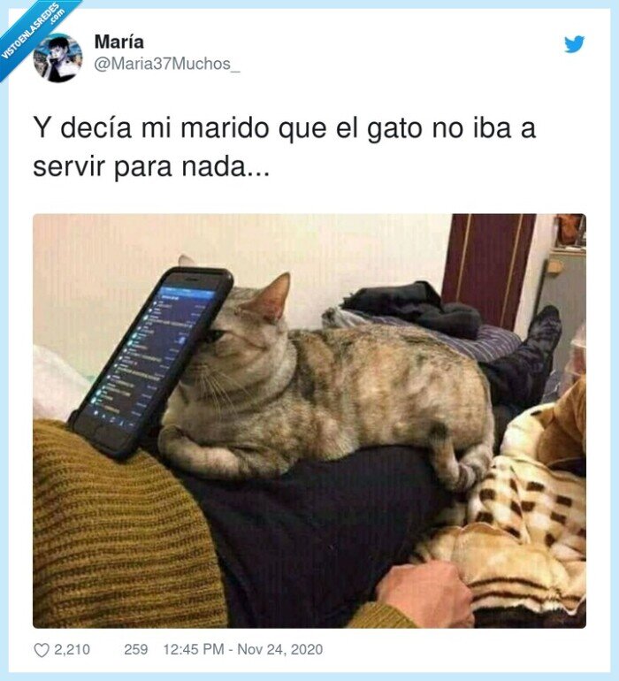 marido,gato,soporte,teléfono