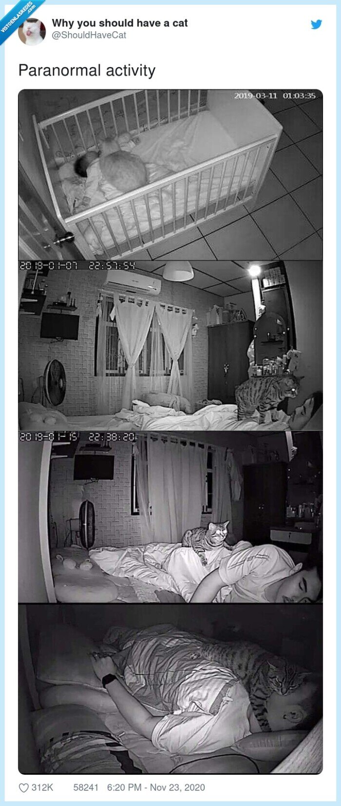 paranormal,activity,gato