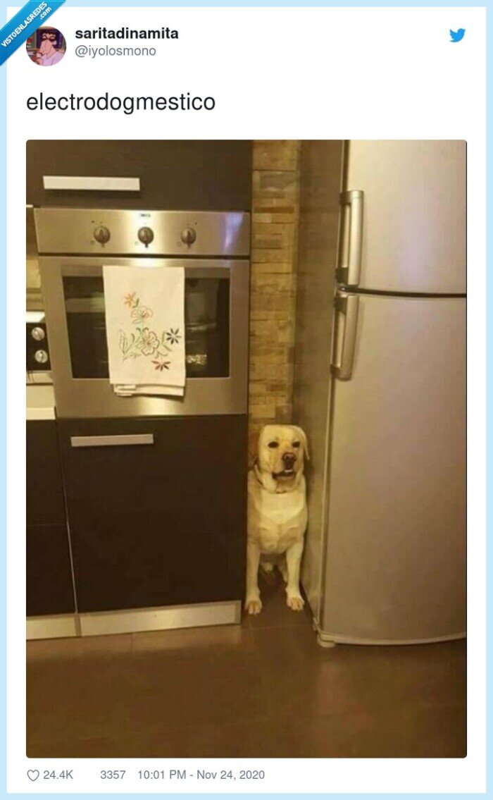 electrodogmestico,electrodoméstico,perro