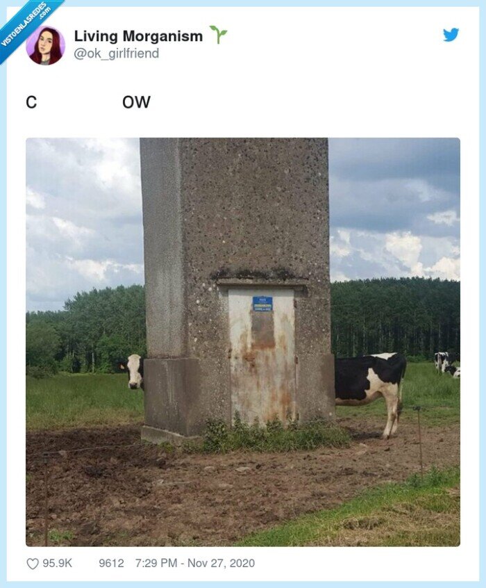 cow,vaca