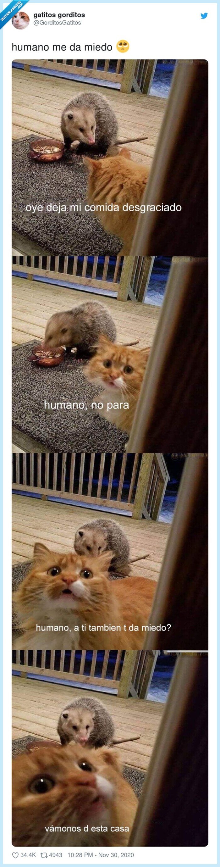 humano,miedo,gato,chivato