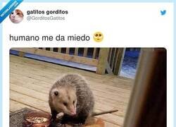 Enlace a Gatito chivato, por @GorditosGatitos