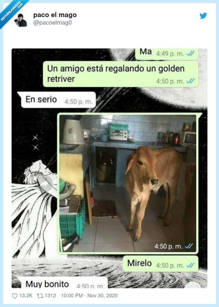 amigo,golden,retriver,adopción