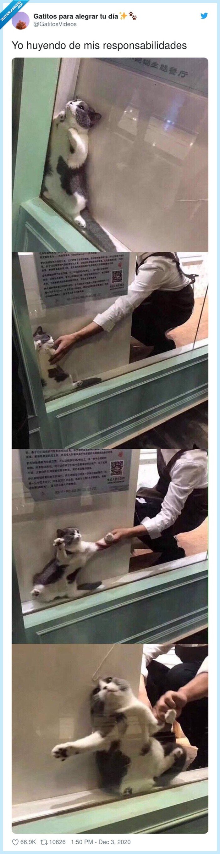 responsabilidades,huyendo,gato