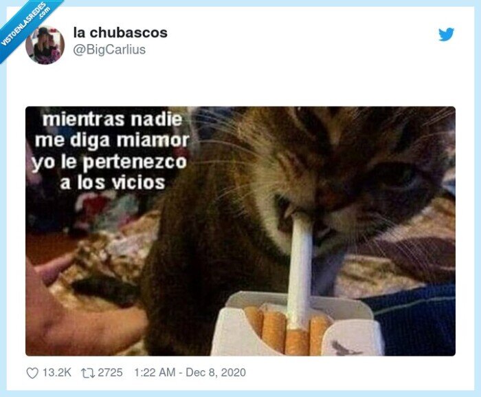 amor,vicios,gato