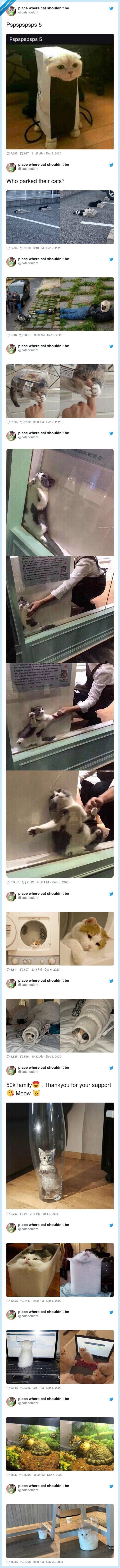 gatos,sitios,cuenta,twitter