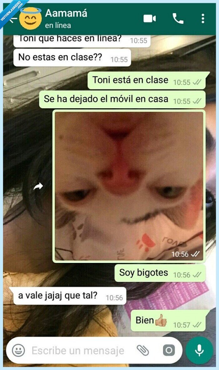 bigotes,clase,gato,madre