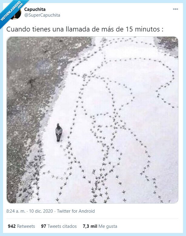 paloma,andando,minutos,teléfono,llamada