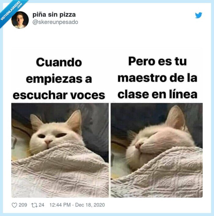 dormir,gato,clases online