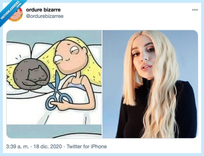 pelo,corte,gato,melena,cortar