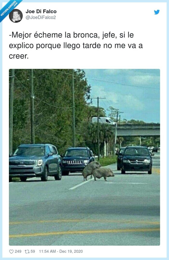 bronca,explicar,jefe,jabalís,carretera