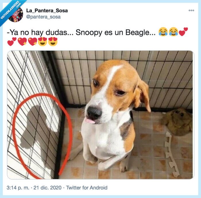 snoopy,beagle,clavado
