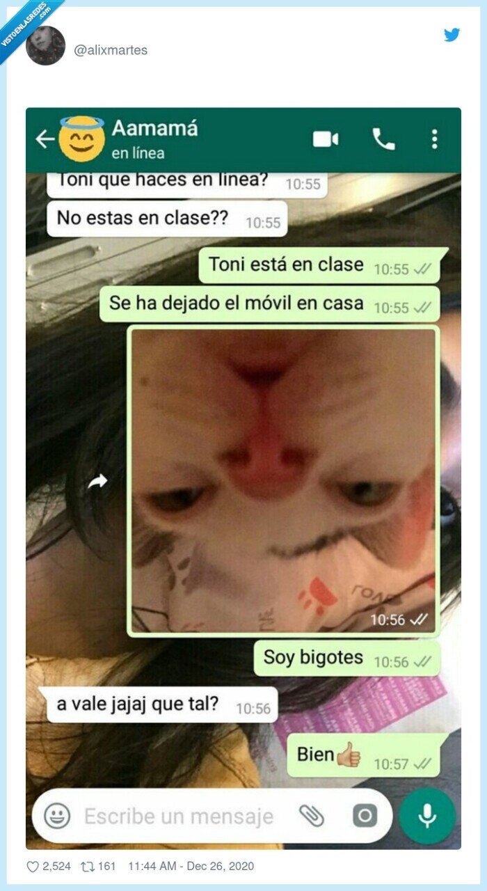 gato,contestar,whatsapp