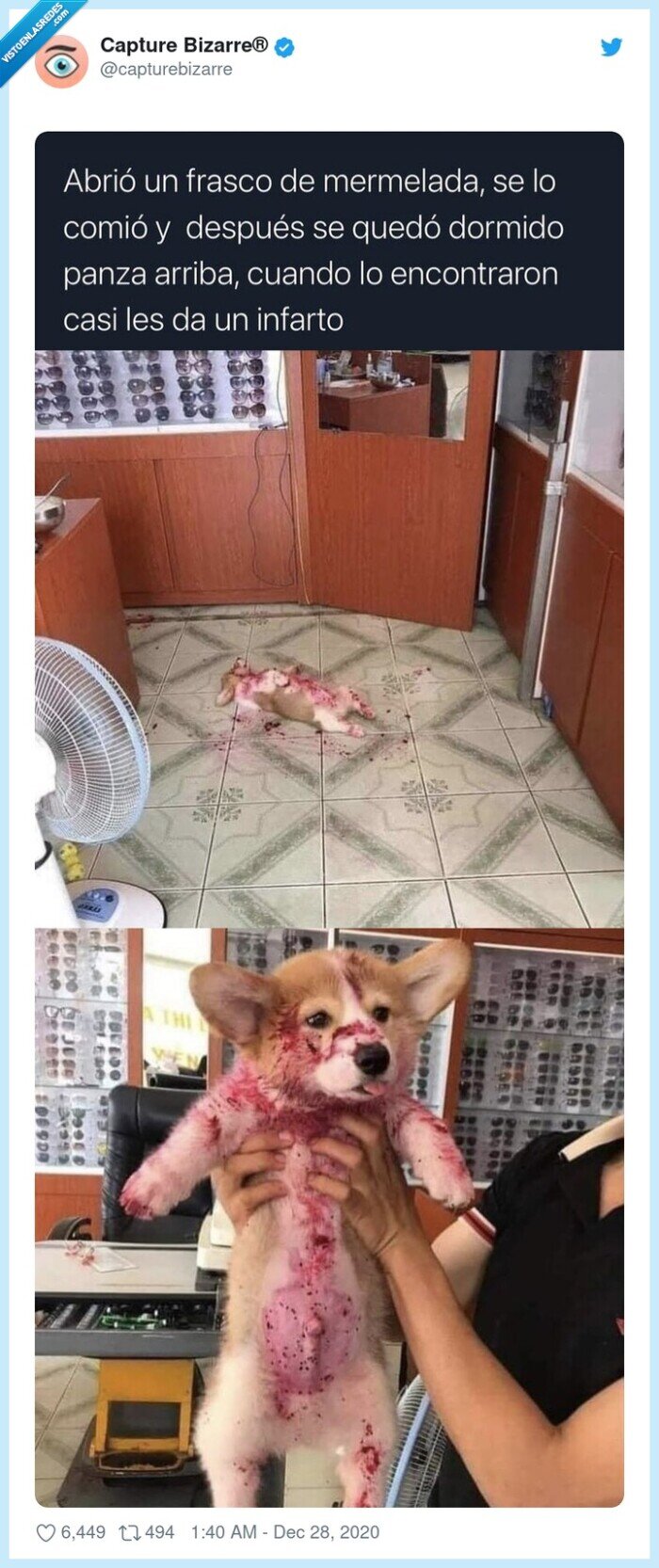 perro,mermelada,susto