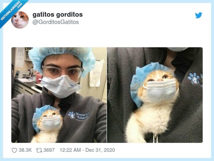 gato,gatito,mascarilla