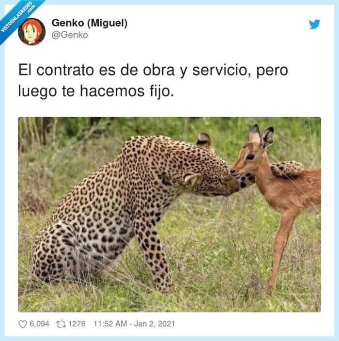 servicio,contrato,guepardo,gacela,ciervo