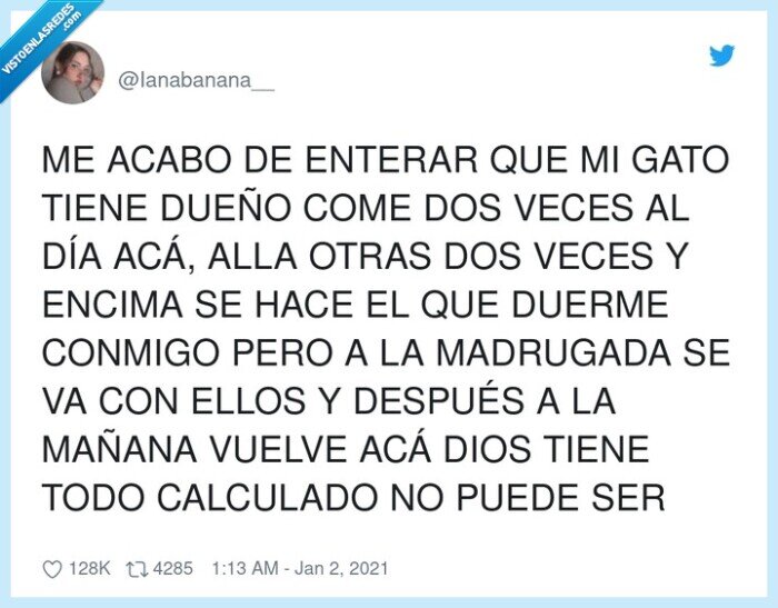 calcular,madrugada,gato,dos familias,dueño