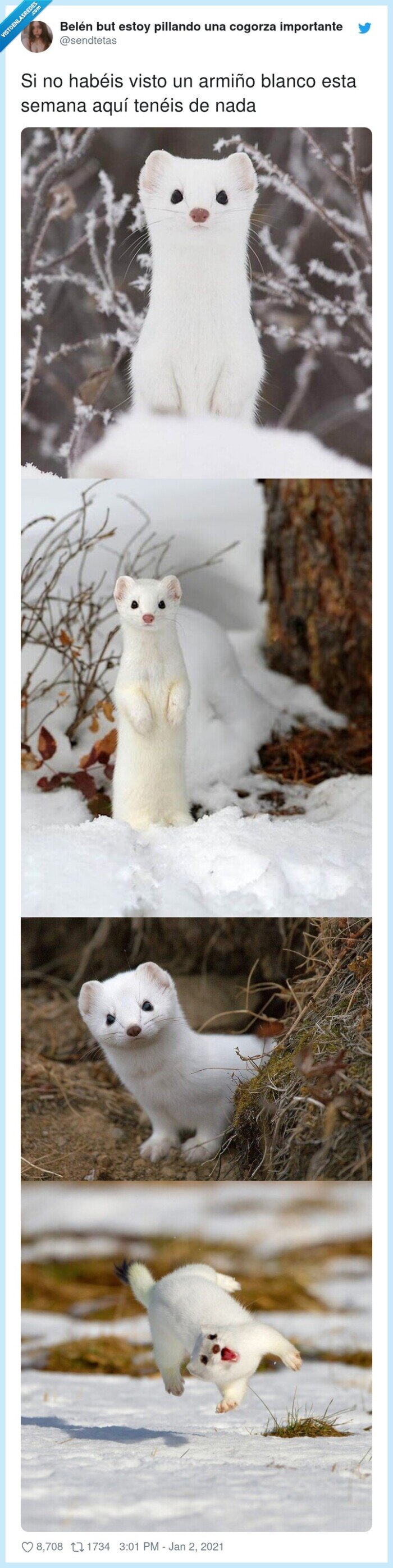 armiño blanco,animal,nieve