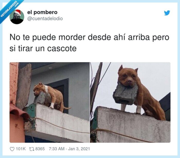 cascote,morder,arriba,puede,perro,cemento,tochos,lanzar